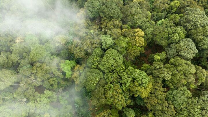 Đề xuất hai loại tín chỉ carbon được giao dịch trên thị trường