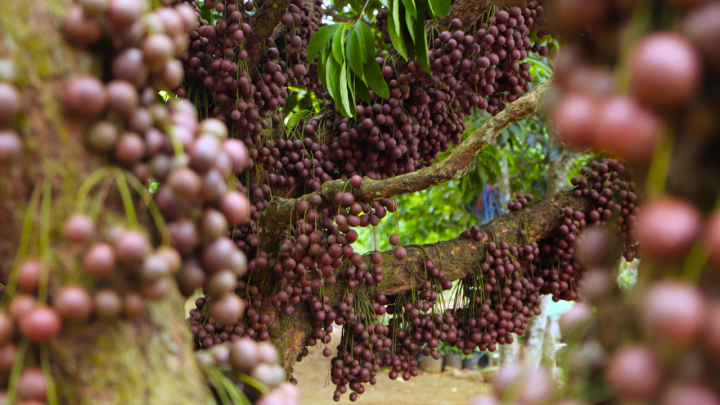 Ngắm loại quả đỏ rực, chi chít từ gốc đến ngọn cây tại cao nguyên Vân Hòa