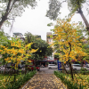 Đẹp ngỡ ngàng Hà Nội vàng rực như mùa thu châu Âu