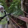 Bệnh Chikungunya lây qua những đường nào?