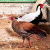 Giật mình sợ hãi trước những loài động vật được chế biến ăn uống hàng ngày trong danh sách bảo tồn đặc biệt