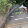 Cây xanh bật gốc, đè trúng 2 ô tô tại ngã tư Hà Nội