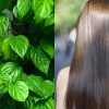 Cách gội đầu bằng nước lá trầu không giúp giảm rụng tóc
