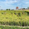 Công an lội ruộng giúp dân gặt lúa 'chạy bão' Matmo