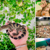 Nuôi cá sấu mini - trào lưu nguy hiểm