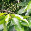 Lá vối có tác dụng gì?