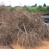 Sau bão, Phú Thượng 