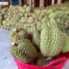 Xôn xao thông tin các kho ngừng thu mua sầu riêng: Thương lái, nhà vườn lo lắng