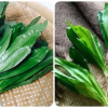 Bài thuốc chữa bệnh từ lá mùi tàu