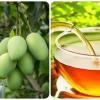 Uống nước lá xoài có tác dụng gì?