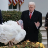 Ông Trump ân xá cho gà tây