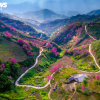 Sắc hồng hoa tớ dày phủ rực núi rừng Mù Cang Chải giữa ngày đông