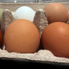 Trứng gà màu trắng và màu nâu loại nào tốt hơn?