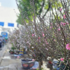 Hoa đào 'đổ bộ' TP.HCM, giá giảm nhưng người mua chưa vội xuống tiền