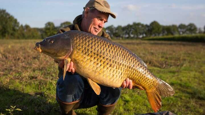 Vì sao người Mỹ không chuộng ăn cá chép?