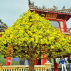 Hoàng mai Huế quý hiếm giá bạc tỷ bung nở rực rỡ dịp cận Tết