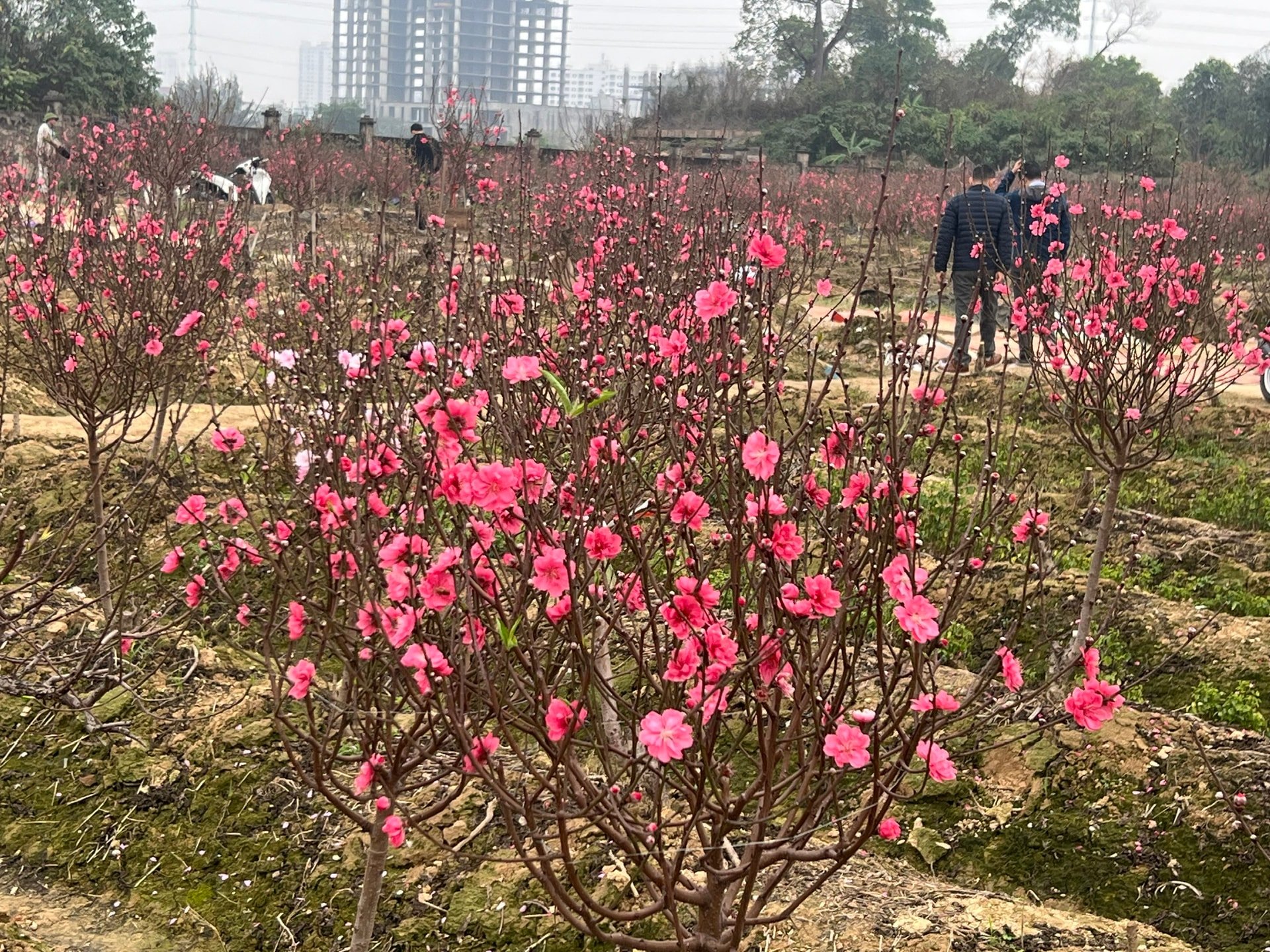 Nhìn vườn đào bung nở trước Tết, người trông đào Hà Nội xót xa. Ảnh chụp tại vùng trồng đào phường Dương Nội. Ảnh: TH