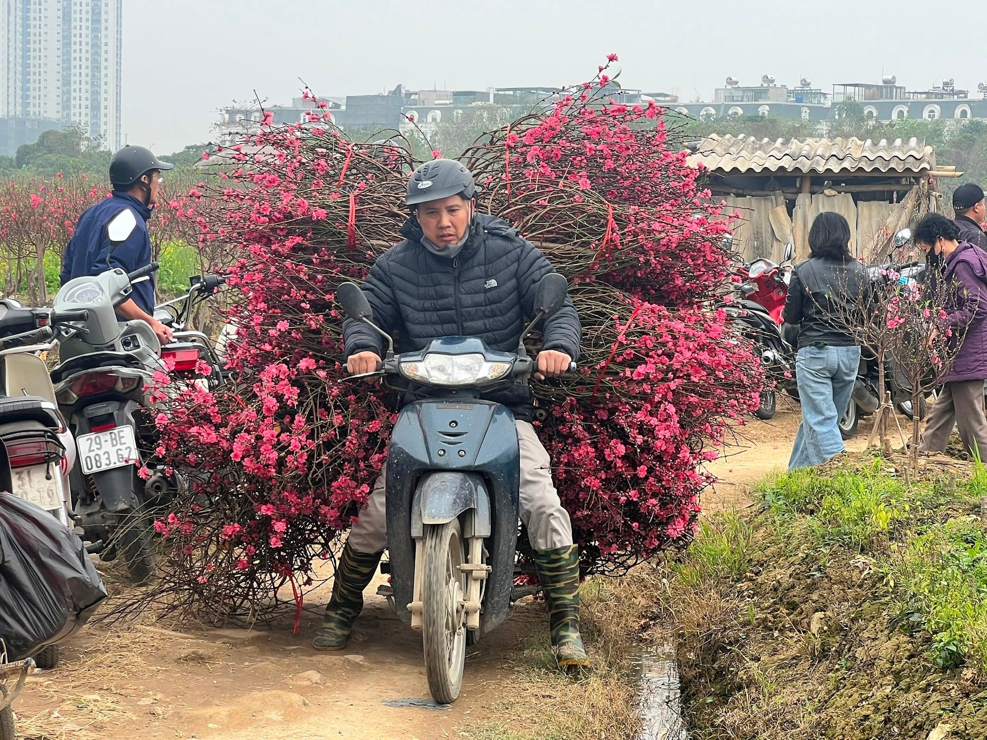 Dù biết là rẻ nhưng người trồng đào phường Dương Nội vẫn cắt đào cảnh đi bán với hy vọng thu hồi vốn. Ảnh: TH