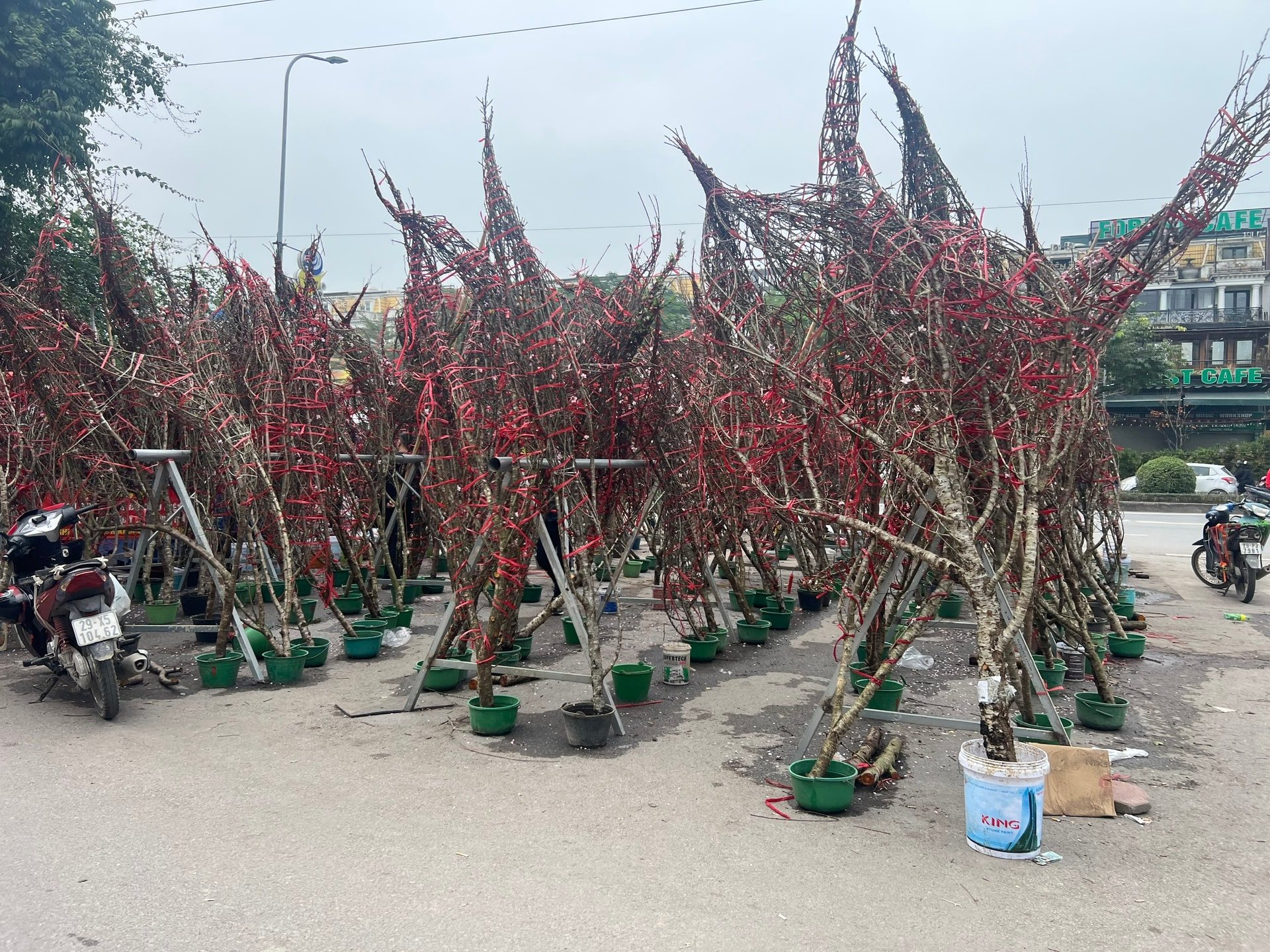 Đào rừng chờ... khách. Ảnh: TH