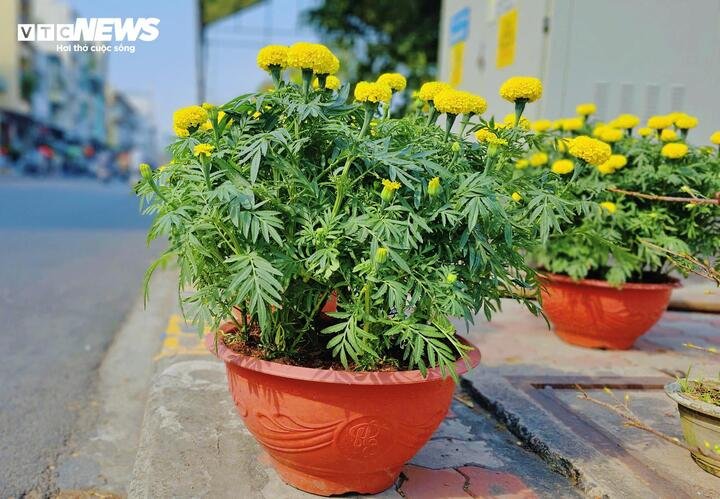 Những chậu hoa vạn thọ được bày bán.