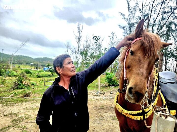 Ông Chi xem đàn ngựa như 