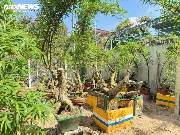 Trong một lần tình cờ nhìn thấy những gốc tre bị đào lên, bộ rễ xù xì, uốn lượn đầy ngẫu hứng, anh Kha nảy ra ý tưởng: “Tại sao không thử biến chúng thành bonsai?”. Ý nghĩ táo bạo ấy ban đầu chỉ là một phép thử. Nhưng càng mày mò, anh càng nhận ra vẻ đẹp tiềm ẩn trong từng đường rễ ngoằn ngoèo của gốc tre già.