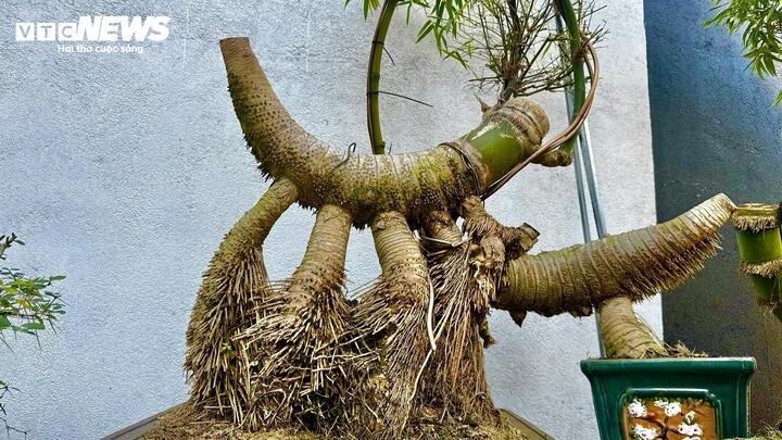 Đến với tre bonsai từ năm 2023, ban đầu anh Kha chỉ xem đây là thú chơi để giải tỏa căng thẳng sau giờ làm việc văn phòng. Thế nhưng càng tìm hiểu, càng say mê, anh dần dành trọn thời gian, công sức cho loại hình nghệ thuật này. Có thời điểm, khu vườn của anh sở hữu hơn 200 gốc tre bonsai với đủ dáng thế, kích cỡ.