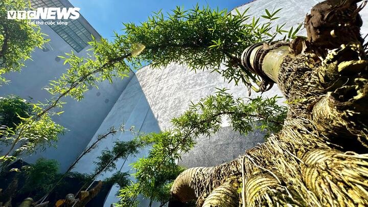 “Khó nhất là khâu ươm. Gốc tre sau khi cắt rất yếu, tỷ lệ sống không cao. Tôi phải vùi củ tre vào cát trộn xơ dừa, bao bọc kín để giữ ẩm. Sau khoảng một tháng mới biết cây có ra rễ, nứt mụt măng và hồi sinh hay không”, anh Kha nói và chia sẻ thêm khi măng nhú lên, tre được chăm sóc tỉ mỉ, cắt tỉa lá, bôi keo chuyên dụng vào các vết cắt để tránh mục thân. Tùy vào hình dáng tự nhiên của từng củ tre, anh lựa chọn giữ lại một hoặc hai nhánh khỏe để uốn nắn, tạo thế. Từ lúc măng còn non đến khi thành cây tre bonsai hoàn chỉnh, quá trình tạo dáng kéo dài gần một năm.