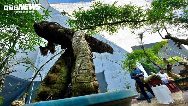Thành quả là những chậu tre bonsai mang vẻ đẹp mộc mạc nhưng tinh tế, vừa khỏe khoắn, vừa mềm mại, thể hiện sự giao hòa giữa thiên nhiên và bàn tay con người.