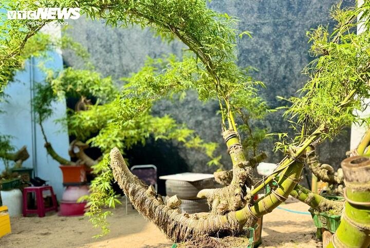 Ban đầu, anh Kha chỉ làm bonsai tre để thỏa niềm đam mê. Thế nhưng, dần dà, khi bạn bè, người quen tới xem và ngỏ ý mua, anh bắt đầu nghĩ đến việc phát triển thành mô hình kinh tế gia đình.