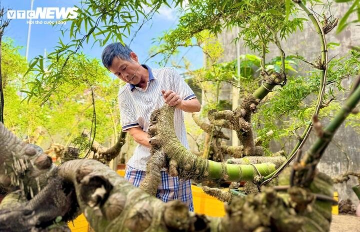 Nhờ mạng xã hội, hình ảnh những chậu bonsai từ gốc tre già của anh Kha nhanh chóng lan tỏa. Nhiều khách hàng từ các tỉnh lân cận tìm đến tận vườn để chiêm ngưỡng và đặt hàng. Có thời điểm, anh không đủ sản phẩm để cung cấp.