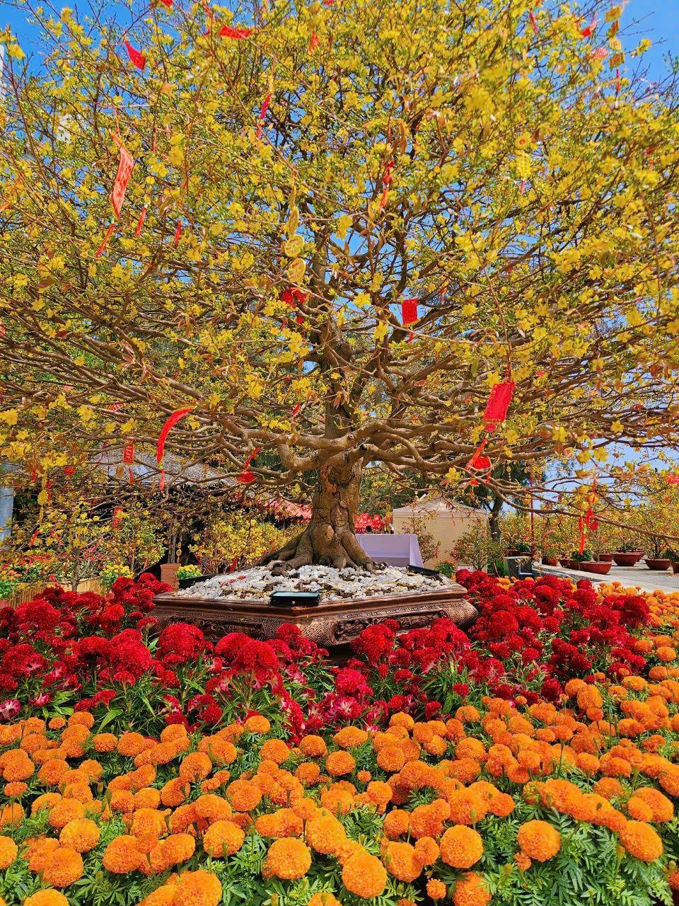 Một ngày du xuân Cần Giờ, trọn niềm vui cho cả gia đình, vẹn ký ức cho nhiều mùa Tết - 4