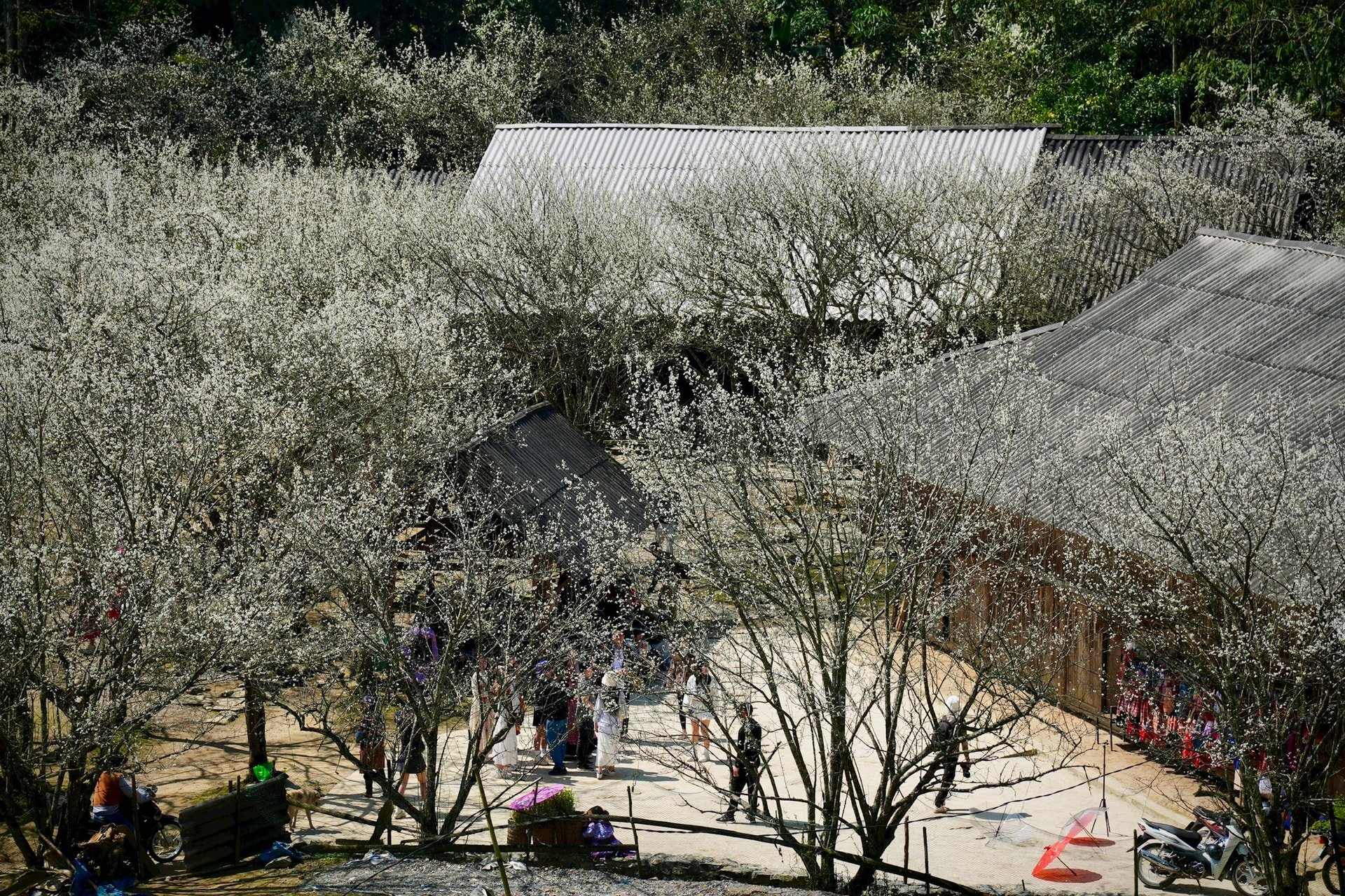 Người ta hay nhắc đến hoa mận Mộc Châu với những thung lũng trắng bạt ngàn, những vườn mận trải dài như thảo nguyên. Ở Bắc Hà mận nở xen kẽ trong bản, bên những nếp nhà đá cũ, dọc sườn núi ẩn hiện trong mây. (Ảnh: Oanh Đỗ)