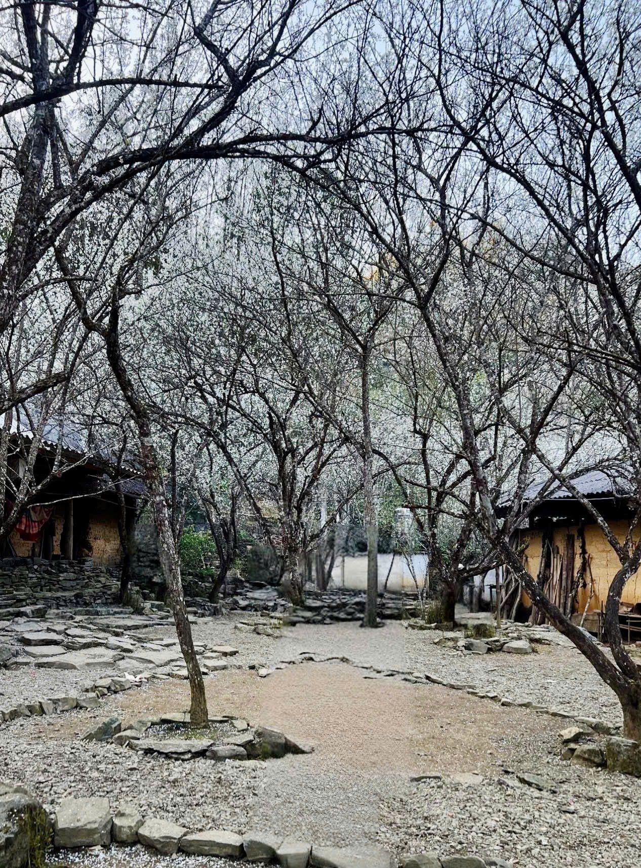 Tại Tả Van Chư, góc vườn nhà Say House như một khung cảnh bước ra từ cổ tích. (Ảnh: Oanh Đỗ)