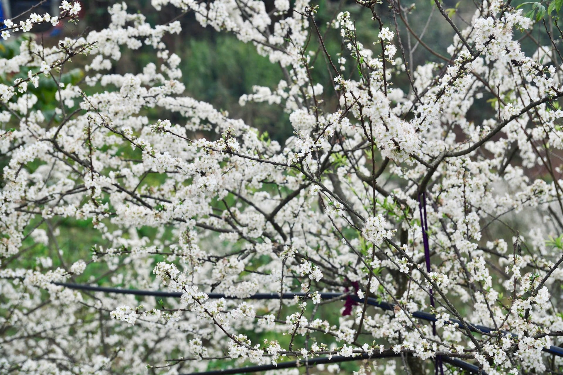 Mùa mận Bắc Hà nở sớm, trong tiết trời vẫn còn lạnh, hoa trắng bung nở tạo thành khung cảnh đẹp đến nao lòng. (Ảnh: Oanh Đỗ)