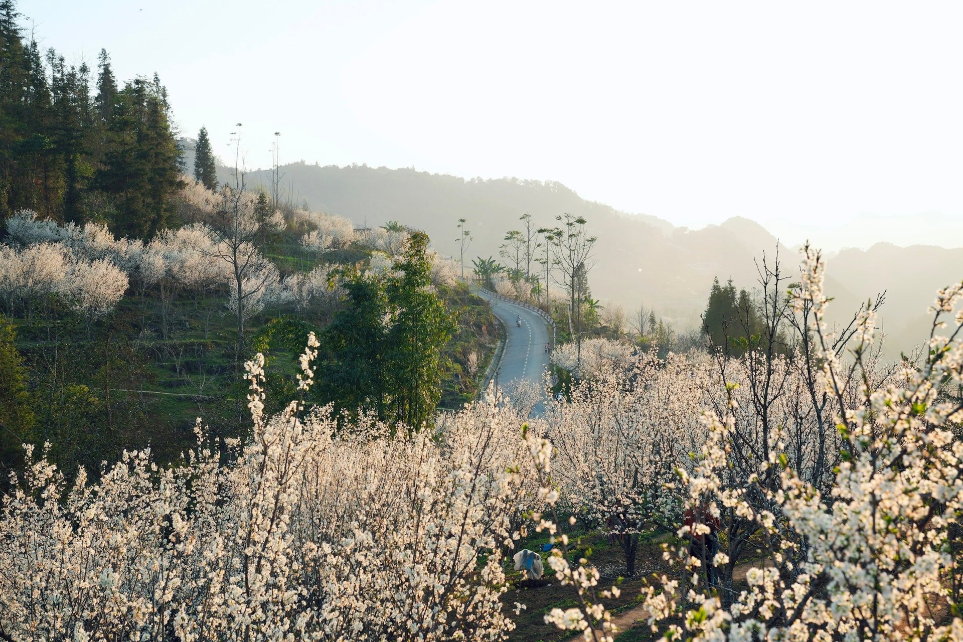 Bắc Hà đang ở vào khoảnh khắc đẹp nhất của mùa Xuân. (Ảnh: Oanh Đỗ)