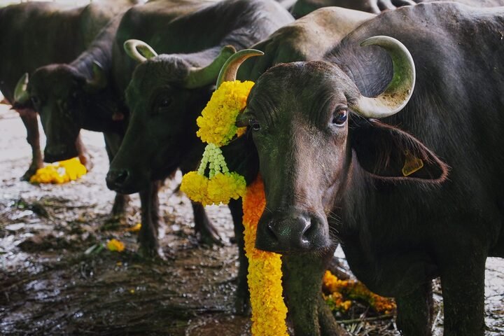 Trâu bò được xem là ân nhân của nhiều nông dân Thái Lan. (Ảnh: Buddiest Society)
