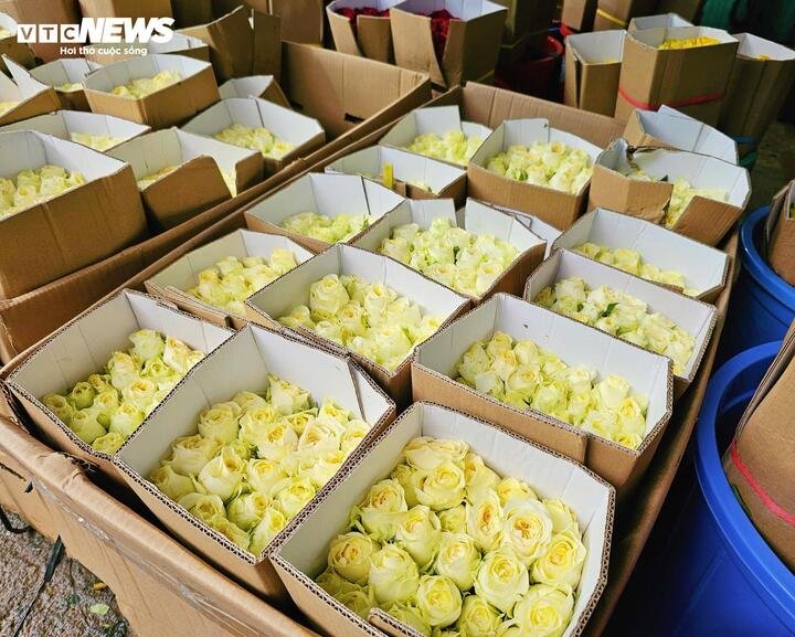 Theo các tiểu thương, nhiệt độ thấp khiến nhiều vườn hoa tại Đà Lạt nở chậm, không kịp cung ứng cho thị trường dịp lễ. Bên cạnh đó, một số vườn còn gặp tình trạng sâu bệnh làm hư hỏng cánh hoa, khiến lượng hoa đạt chất lượng giảm đáng kể.