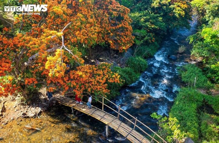 Hoa trang rừng tại Gia Lai hay còn gọi là hoa trang nước, mang vẻ đẹp của thiên nhiên đại ngàn mới được biết đến, tạo điểm nhấn với du khách và người dân địa phương chỉ trong vài năm trở lại đây.