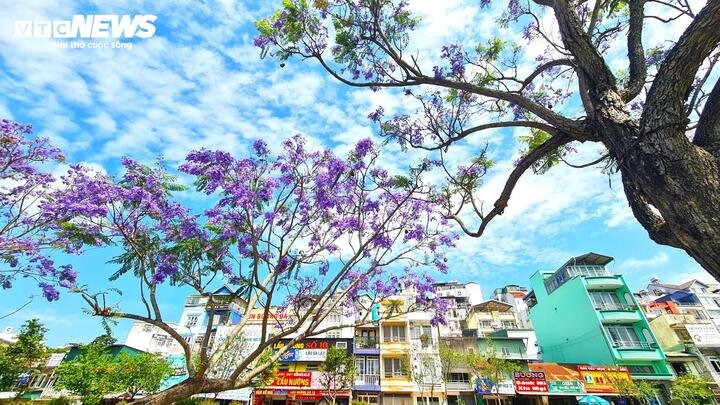 Giữa nắng vàng dịu nhẹ, sắc tím ấy không ồn ào mà mềm mại như một bản tình ca của phố núi. Từng chùm hoa buông xuống thành vòm, phủ lên phố phường một gam màu lãng mạn hiếm thấy.