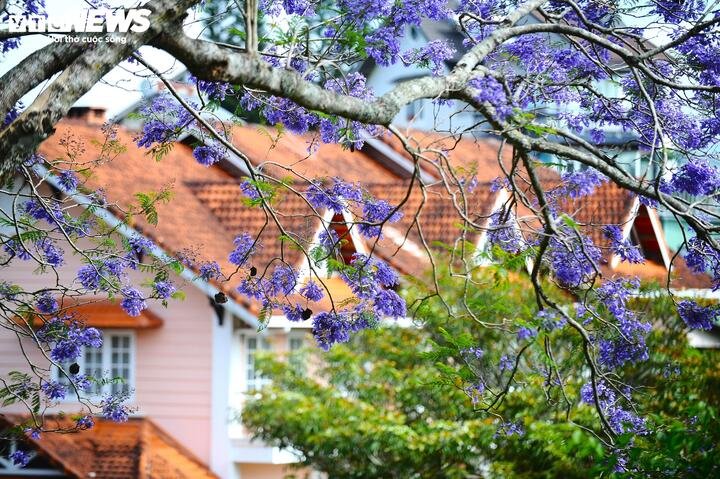 Khi tháng 3 về, tiết trời Đà Lạt bắt đầu hanh hao nắng vàng, những nụ hoa hình chuông li ti bắt đầu kết thành từng chùm tím ngắt khiến nhiều người say mê.