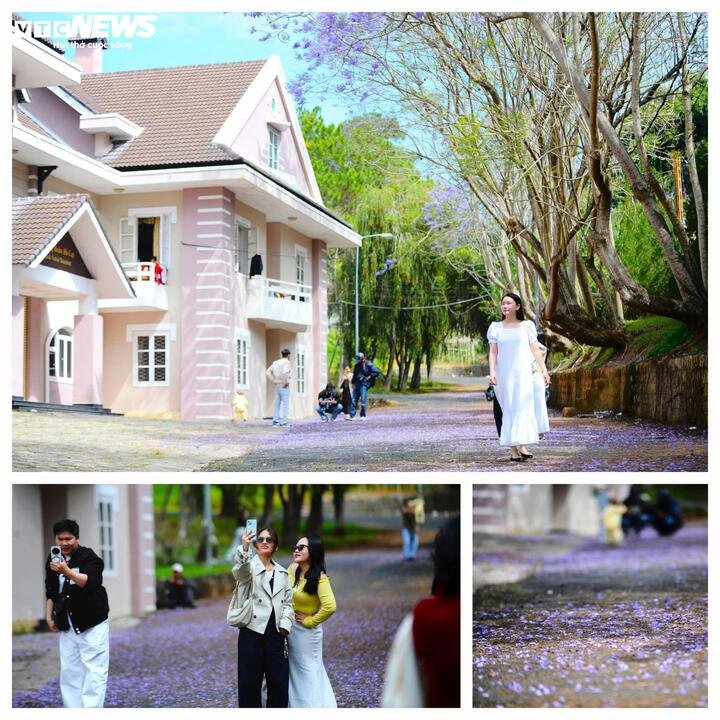 Cánh hoa rơi khẽ trên vai người qua phố, trên bậc thềm rêu cũ, khiến bao bước chân chậm lại. Đà Lạt lúc này không chỉ đẹp mà còn khiến người ta xao lòng, như đang đi giữa một giấc mơ tím biếc của mùa xuân cao nguyên.