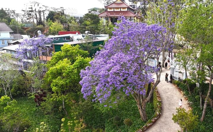 Dưới những vòm hoa tím biếc, dòng người chậm lại, máy ảnh khẽ bấm, và đâu đó vang lên những tiếng xuýt xoa. Có người nói rằng phượng tím khiến Đà Lạt trở nên lãng mạn hơn. Nhưng có lẽ đúng hơn, chính Đà Lạt với những con dốc, mái nhà và bầu trời cao nguyên trong trẻo đã làm cho sắc tím ấy trở nên mơ màng đến vậy.