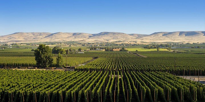 Một trang trại hoa bia tại thung lũng Yakima, Washington, Mỹ. (Ảnh: Visit Yakima)