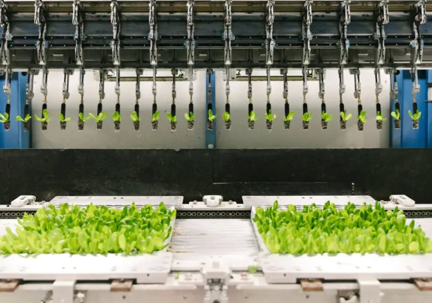 22-1774145189-cu-roi-cua-nhung-ky-lan-xanh-pha-san-du-tung-huy-dong-hang-tram-trieu-usd-so-cong-ty-song-sot-chi-con-phan-nua