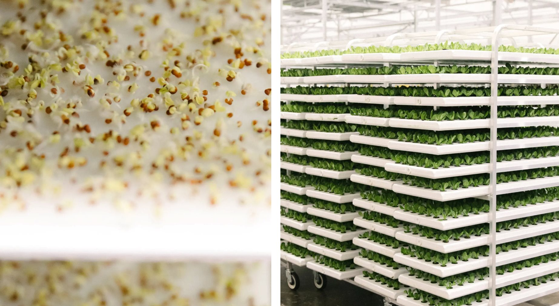 22-1774145231-cu-roi-cua-nhung-ky-lan-xanh-pha-san-du-tung-huy-dong-hang-tram-trieu-usd-so-cong-ty-song-sot-chi-con-phan-nua