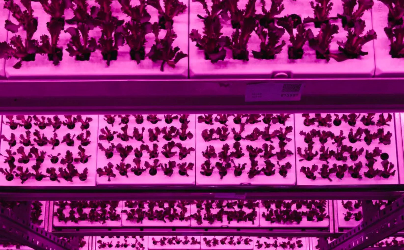 22-1774145279-cu-roi-cua-nhung-ky-lan-xanh-pha-san-du-tung-huy-dong-hang-tram-trieu-usd-so-cong-ty-song-sot-chi-con-phan-nua