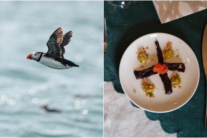 Loài chim hải âu rụt cổ dễ thương đến mức du khách không nỡ ăn. (Ảnh: GoodFood)