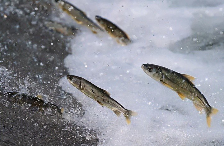 Trong môi trường khắc nghiệt, các loài cá tại Tây Tạng phát triển rất chậm. (Ảnh: TibetJourney)