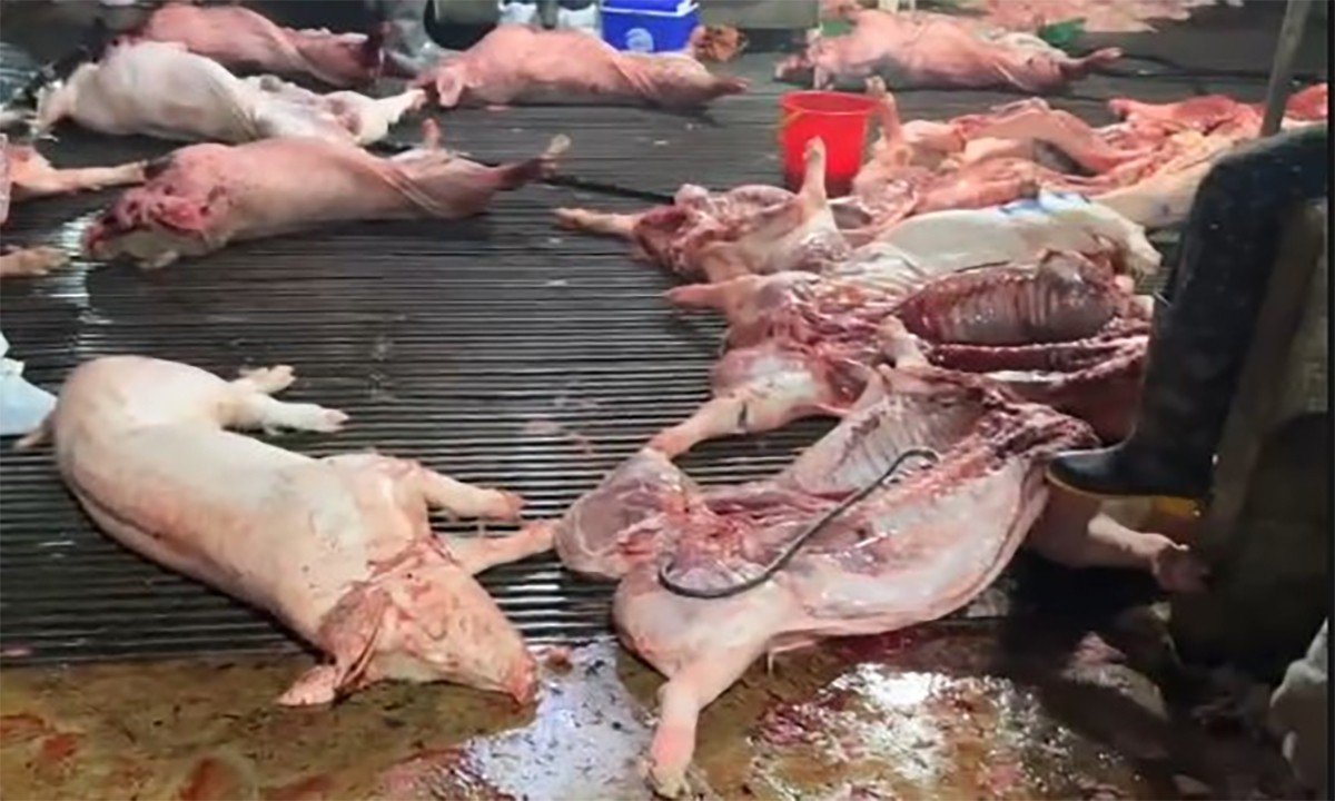 Heo mắc dịch tả lợn châu Phi được công an phát hiện.